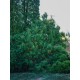 Riippatuija (Thuja occidentalis ’Filiformis’)